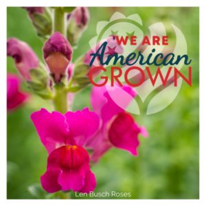 We Are American Grown SnapDragon