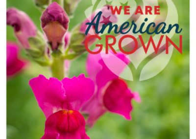 We Are American Grown SnapDragon