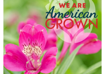 We Are American Grown Alstro