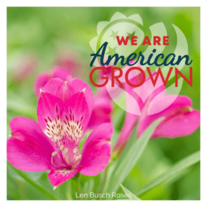 We Are American Grown Alstro