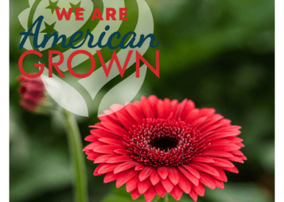 We Are American Grown Gerbs