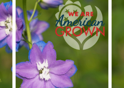 We Are American Grown Delphi