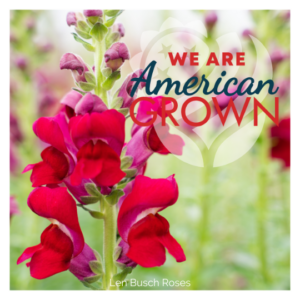 We Are American Grown SnapDragon