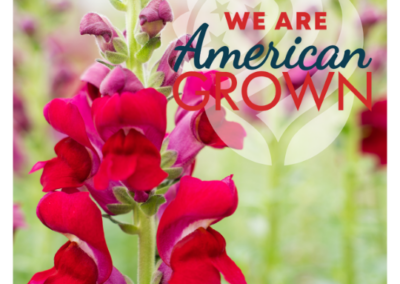 We Are American Grown SnapDragon