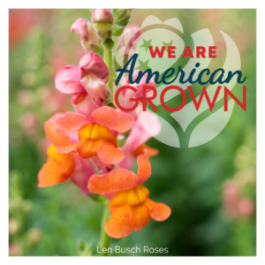 We Are American Grown SnapDragon