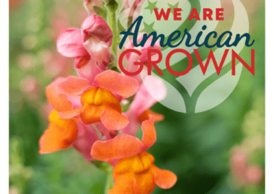 We Are American Grown SnapDragon