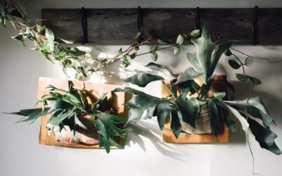 Staghorn Fern Care