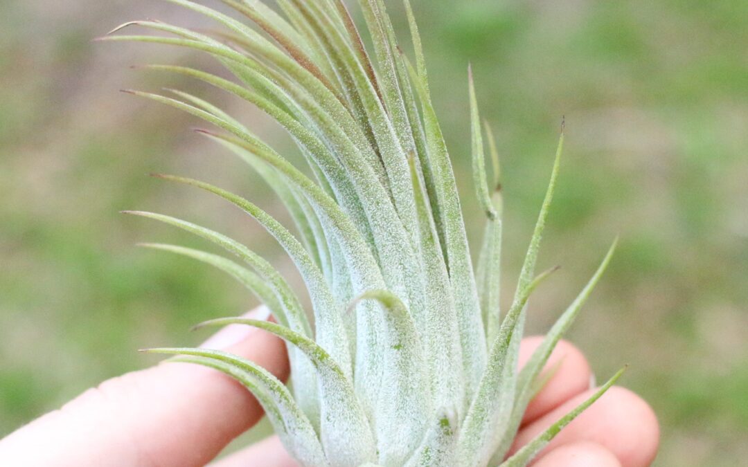 Tillandsia (Air Plants) How the heck do I take care of this thing?!