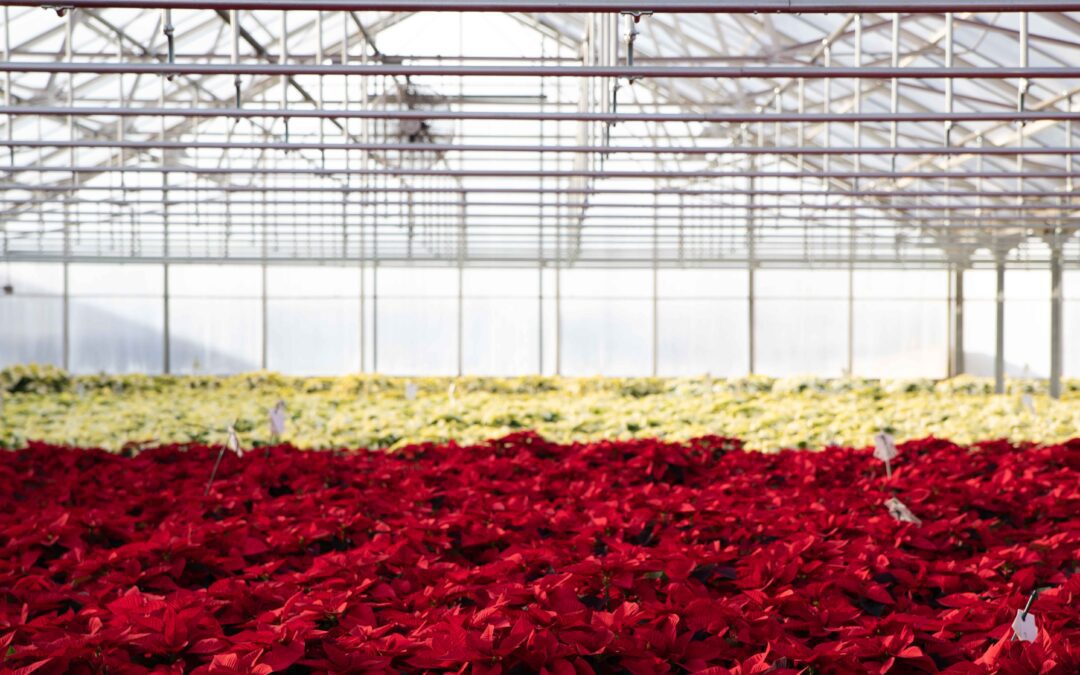 How Len Busch Roses Grow Poinsettias