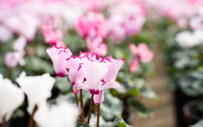 How to Care for Cyclamen