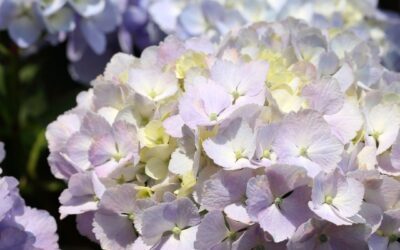 Care of Hydrangea Stems